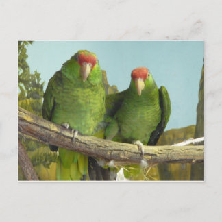 Carte Postale 2 perroquets verts
