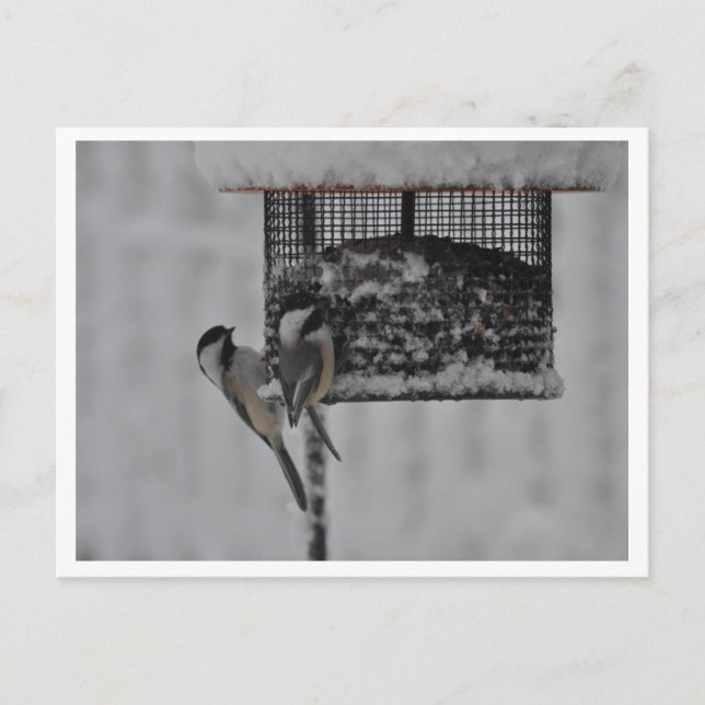 Carte Postale 2 poulets (Devant)
