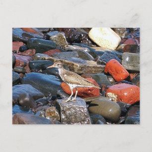 Carte postale 2 Sandpiper tacheté
