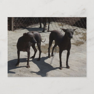 Carte Postale 2 xolos