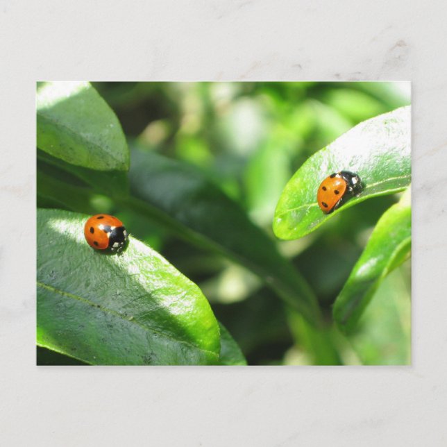 Carte postale 2ladybirds (Devant)