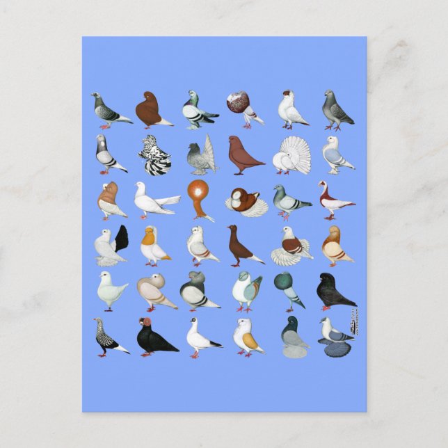 Carte Postale 36 races de pigeons (Devant)