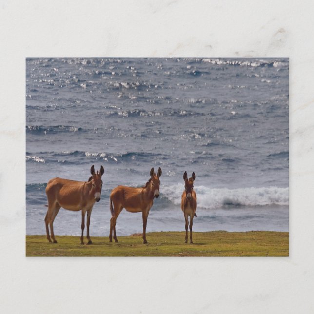 Carte Postale 3 ânes sauvages au bord de la mer (Devant)