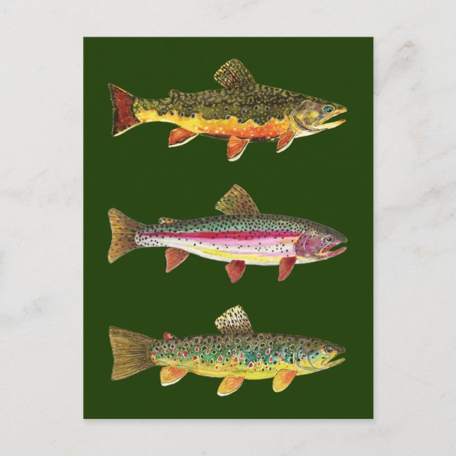 Carte Postale 3 Belle truite - Brook, Arc-en-ciel, Brown (Devant)