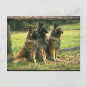 Carte Postale 3 bergers allemands