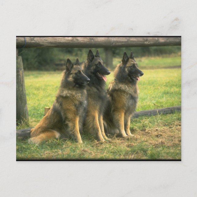 Carte Postale 3 bergers allemands (Devant)