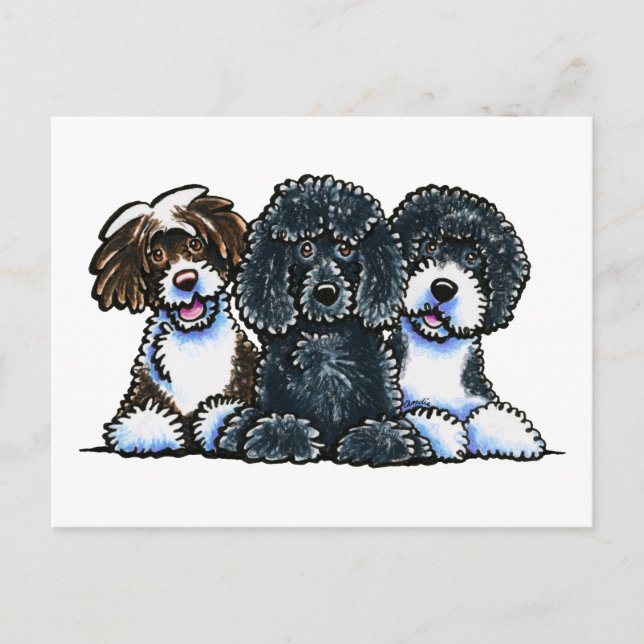 Carte Postale 3 Chiens d'eau portugais (Devant)
