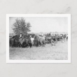 Carte Postale 3 Cowboys Roping Horses PhotoDakota du Sud