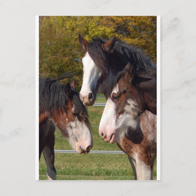 Carte Postale 3 têtes Clydesdale (Devant)