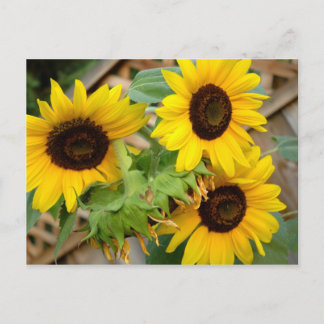 Carte Postale 3 tournfleurs