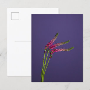 Carte Postale 3 Veronica Flowers Postcard