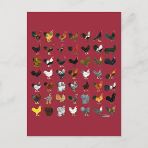 Carte Postale 49 Coq