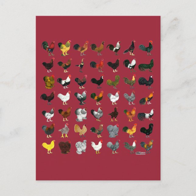 Carte Postale 49 Coq (Devant)