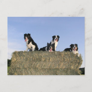 Carte Postale 4 collies de bordure.png