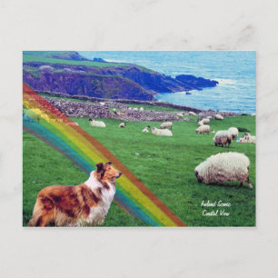 Carte Postale 4. Côte d'Irlande, Collie et troupeau de moutons