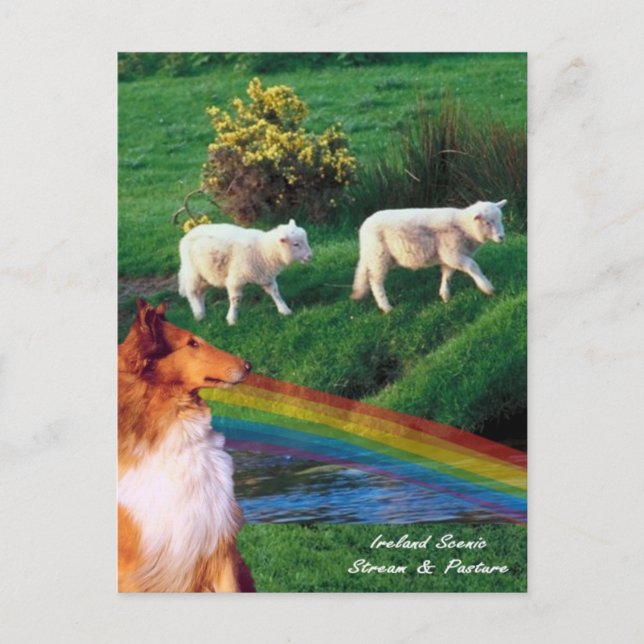 Carte Postale 4.  Irlande Stream avec Collie et mouton (Devant)