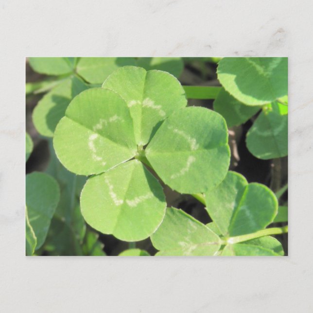 Carte Postale 4 Leaf Clover Good (Devant)