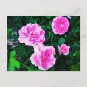 CARTE POSTALE 4 ROSE