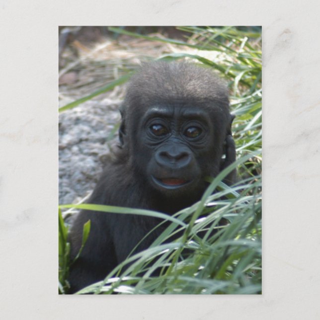 Carte postale 4x6 Bébé Gorille (Devant)