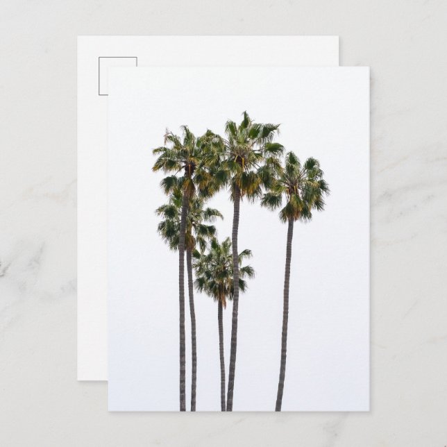 Carte postale 5 Palmes (Devant / Derrière)