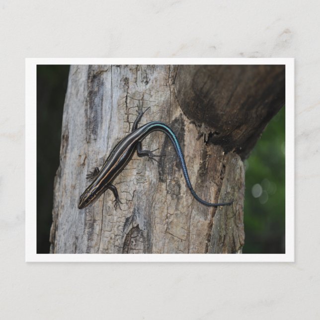 Carte Postale 5 skink rayé (Devant)
