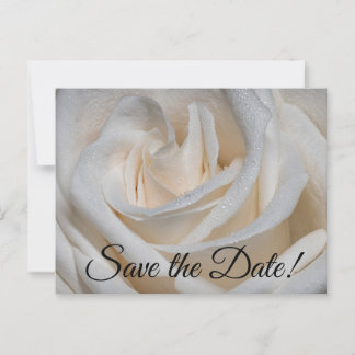 Carte Postale 7127-Rose blanche à mâchoire