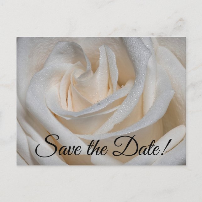 Carte Postale 7127-Rose blanche à mâchoire (Devant)