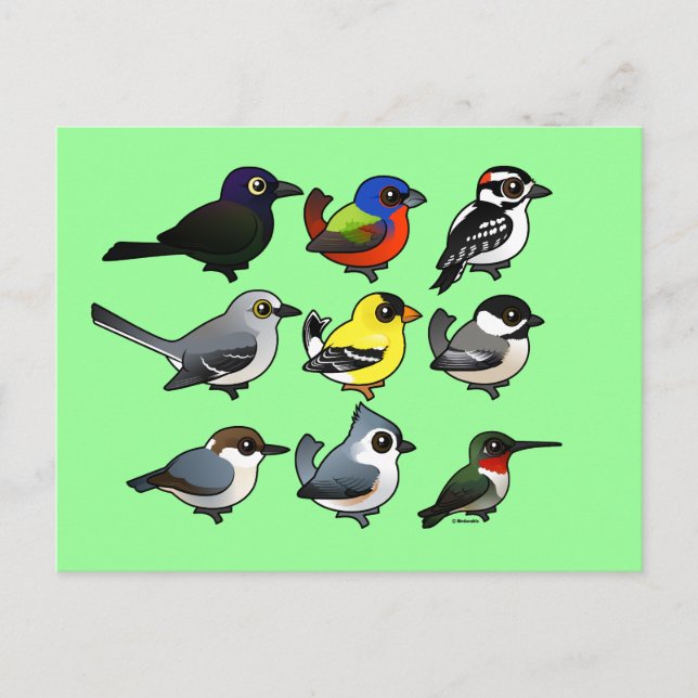 Carte Postale 9 Oiseaux de Jardin du sud-est des États-Unis (Devant)