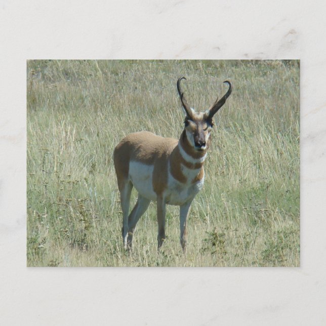Carte Postale A13 Pronghorn Antelope Buck (Devant)