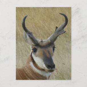 Carte Postale A21 Pronghorn Antelope Tir à la tête
