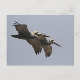 Carte postale A3 Pélican Pair