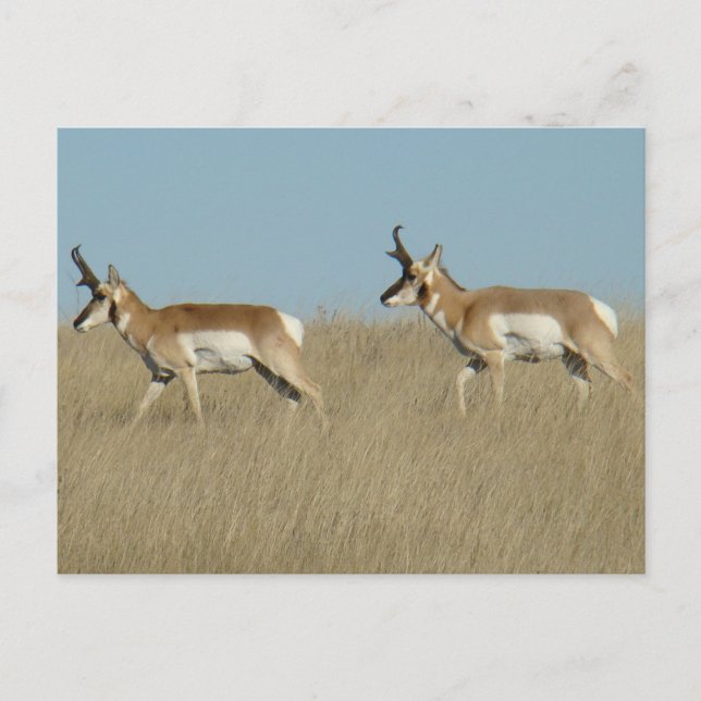 Carte Postale A45 Pronghorn Antelope Bucks (Devant)