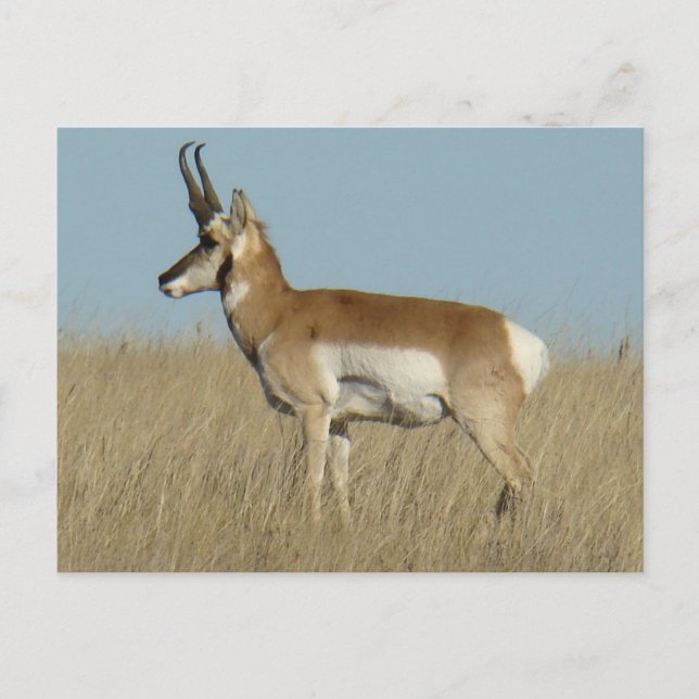 Carte Postale A46 Pronghorn Antelope (Devant)