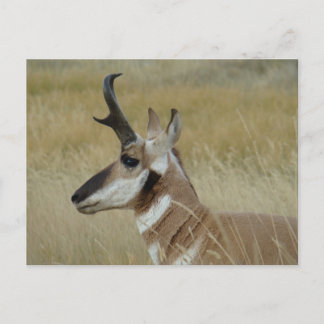 Carte Postale A4 Pronghorn Antelope Young Buck Head Shot Profile