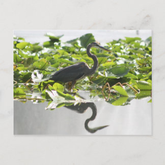 Carte postale A6 Great Heron