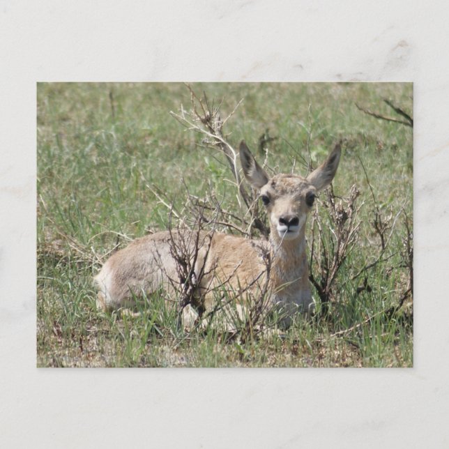 Carte Postale A7 Baby Pronghorn Antelope Tête vers le haut (Devant)