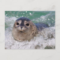 A baby seal surfing