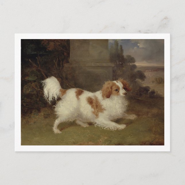 Carte Postale A Blenheim Spaniel, c.1820-30 (huile sur toile) (Devant)