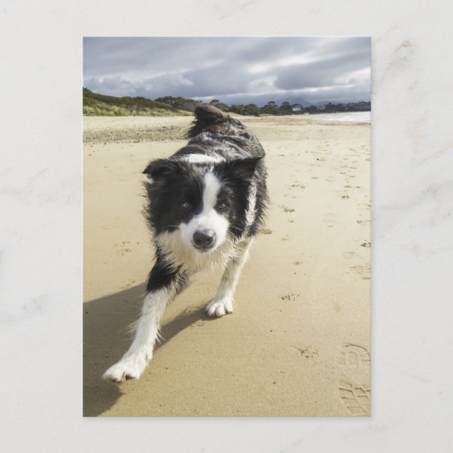 Carte Postale A Border Collie Dog Running (Devant)