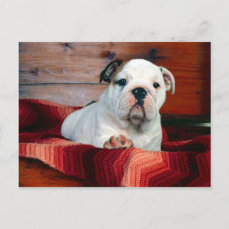 Carte Postale A Comfy Drawer Bulldog Puppy