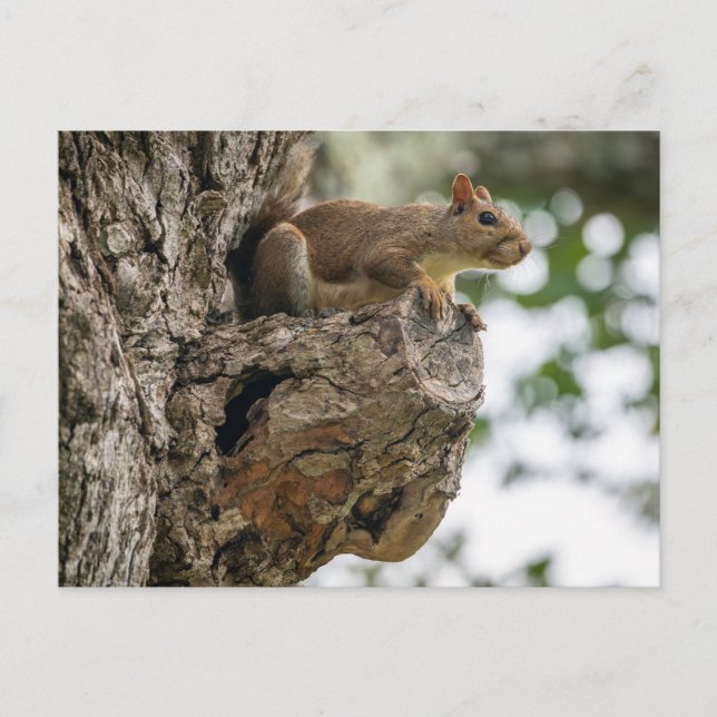 Carte Postale A curious squirrel perched on the knob of a tree. (Devant)