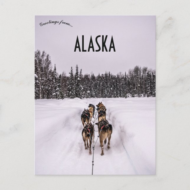 Carte Postale A Dogsled Team in Alaska (Devant)