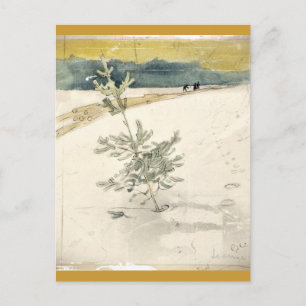 Carte Postale À feuillage persistant