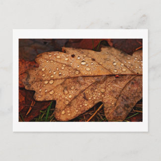 Carte postale à feuilles jaunes d'automne