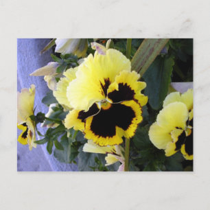 Carte postale à fleurs de Pansy jaune