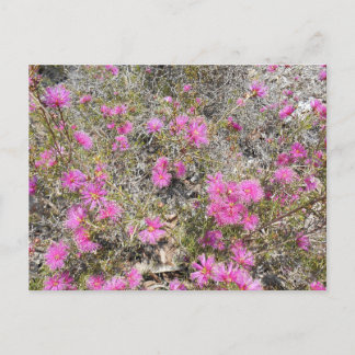 Carte postale à fleurs violet Rays Bush