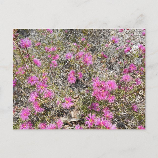Carte postale à fleurs violet Rays Bush (Devant)