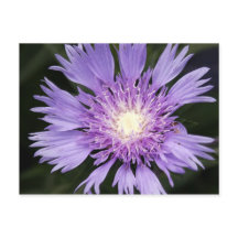 Carte postale à fleurs violettes