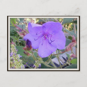 Carte postale à fleurs violettes