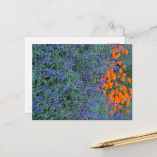 Carte Postale A flower garden of blue salvia and marigolds.